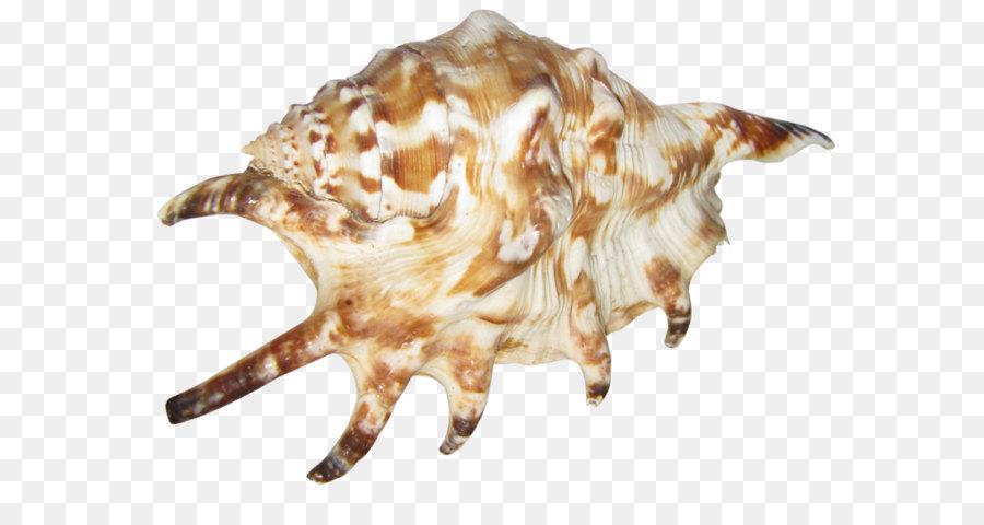 Seashell Conch