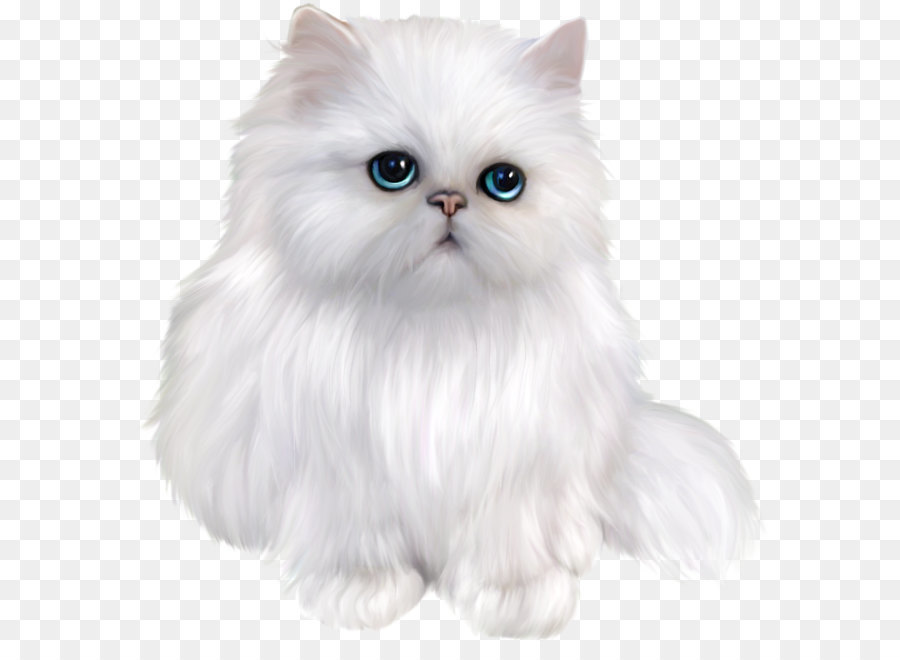 Gatto persiano Exotic Shorthair, un gatto Siamese gatto Himalayano Asiatici a pelo Semi-lungo - Gatto Persiano Bianco Clipart