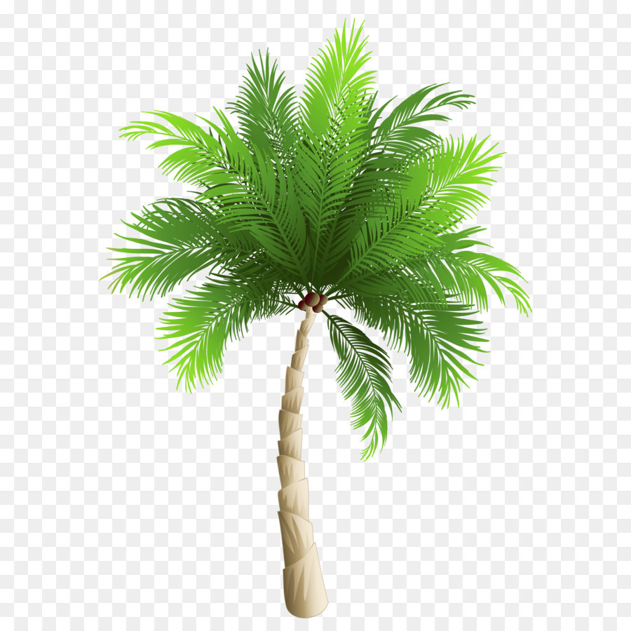 Palmen, Dattelpalme, Phoenix canariensis Kokosnuss - Palm Tree PNG Clipart Bild