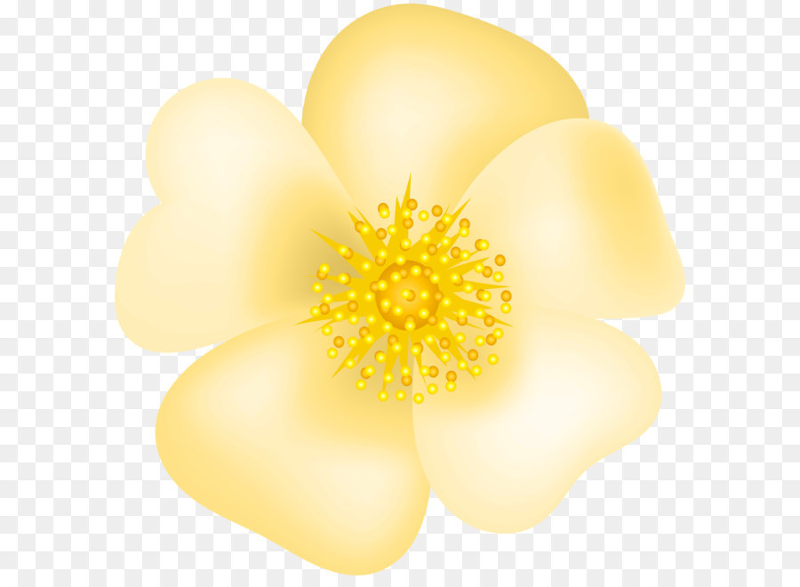 Petalo Giallo Commodity - Giallo con fiori di Rosa PNG Trasparente, Clip Art Immagine