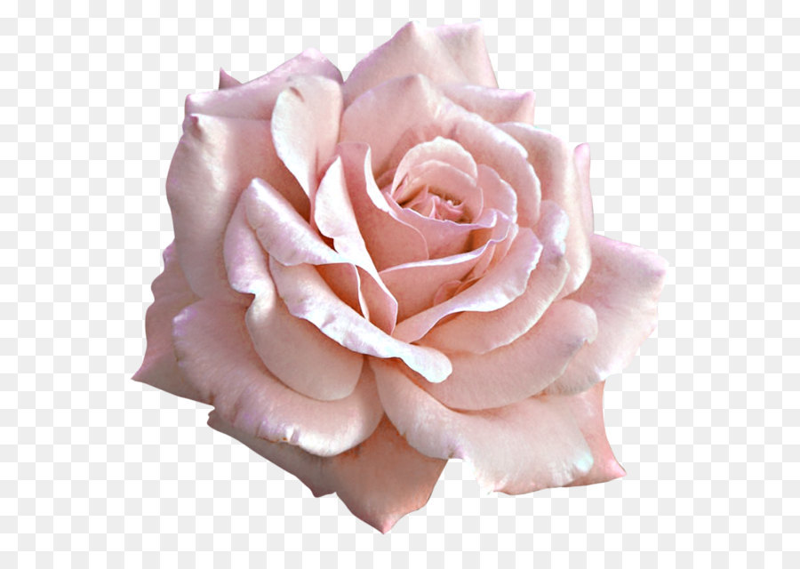 Rose Rosa Blume clipart - Große Licht Rosa Rose PNG Clipart