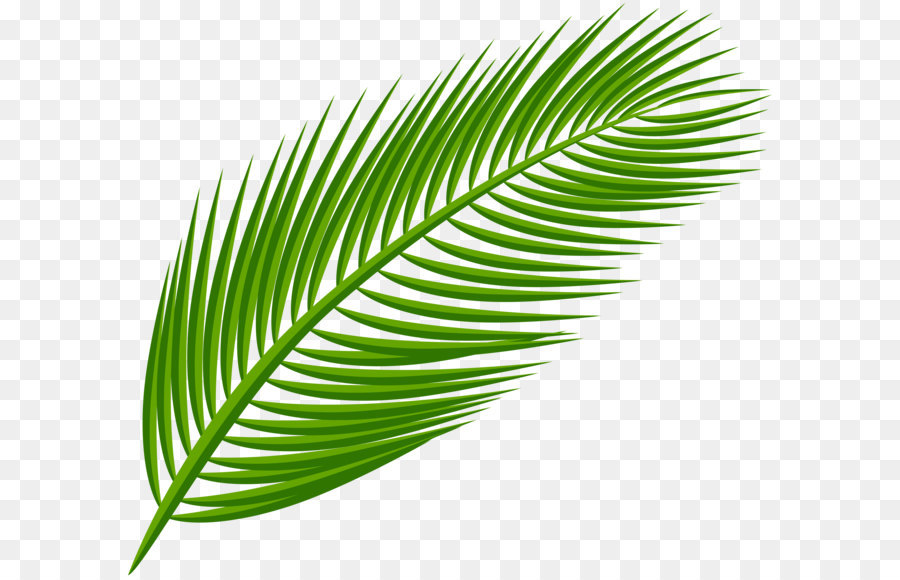 Palm Tree Leaf img