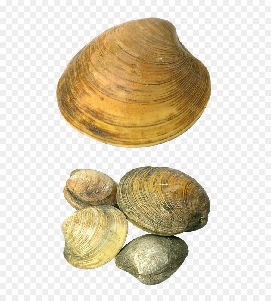 Cockle Seashell Clip art - Transparente Muscheln PNG-Bild