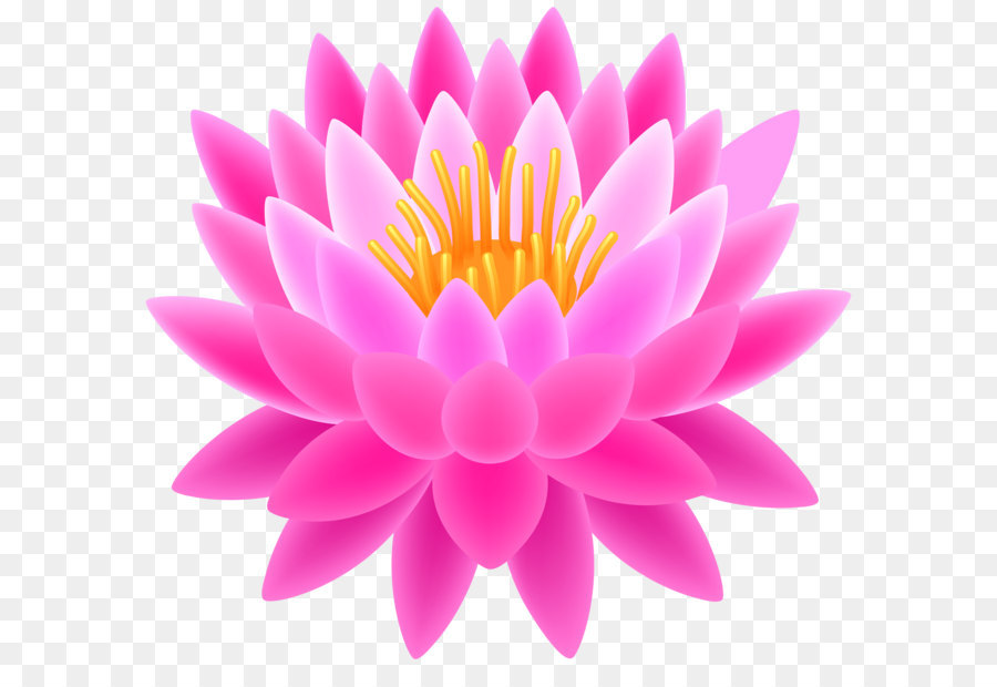 Heilige Lotus Clip art - Pink Lotus Transparente PNG clipart Bild