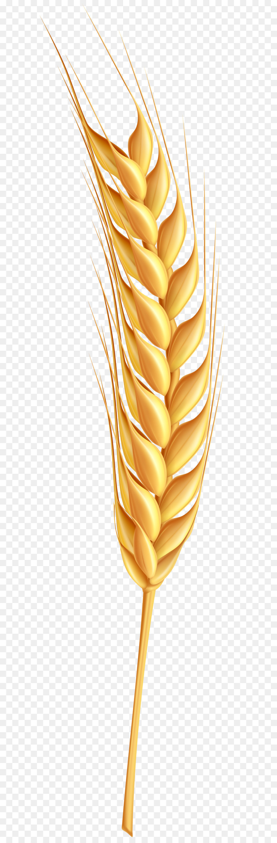 Wheat Cartoon png download - 1898*8000 - Free Transparent Wheat png  Download. - CleanPNG / KissPNG