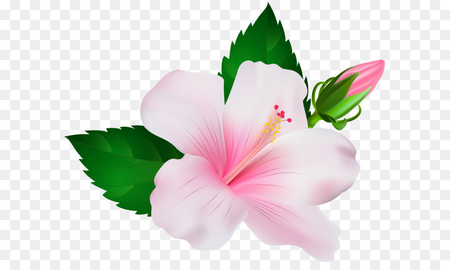 Shoeblackplant Clip art - Hibiscus PNG clipart Bild