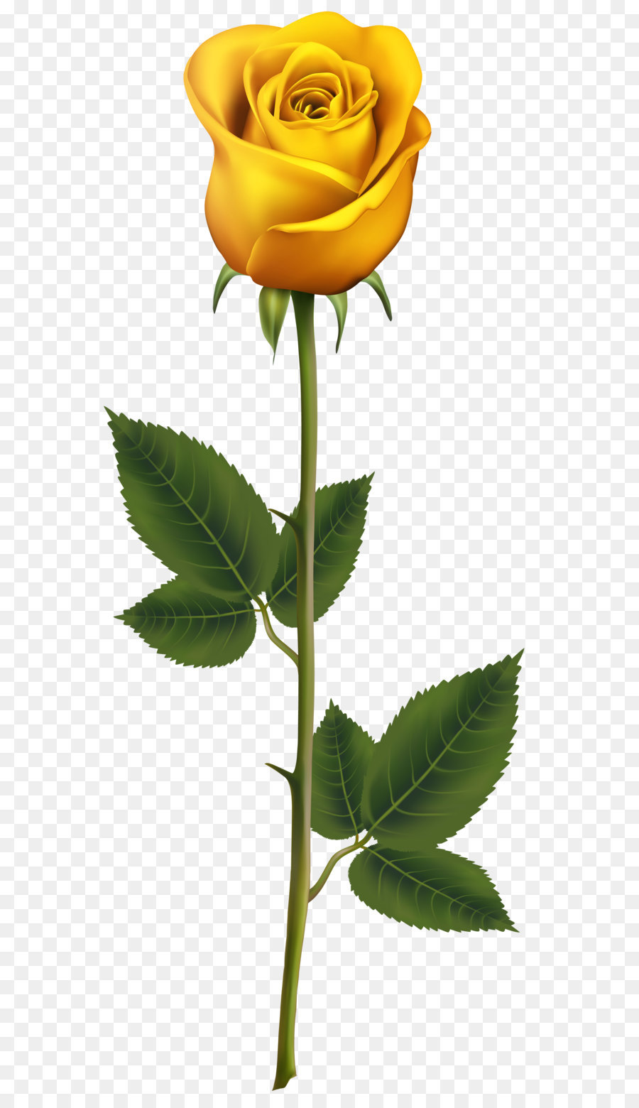 Hoa hồng trong vườn hoa đã Cắt Bud gốc Thực vật - Hồng vàng, với Thân PNG trong Suốt hình Ảnh