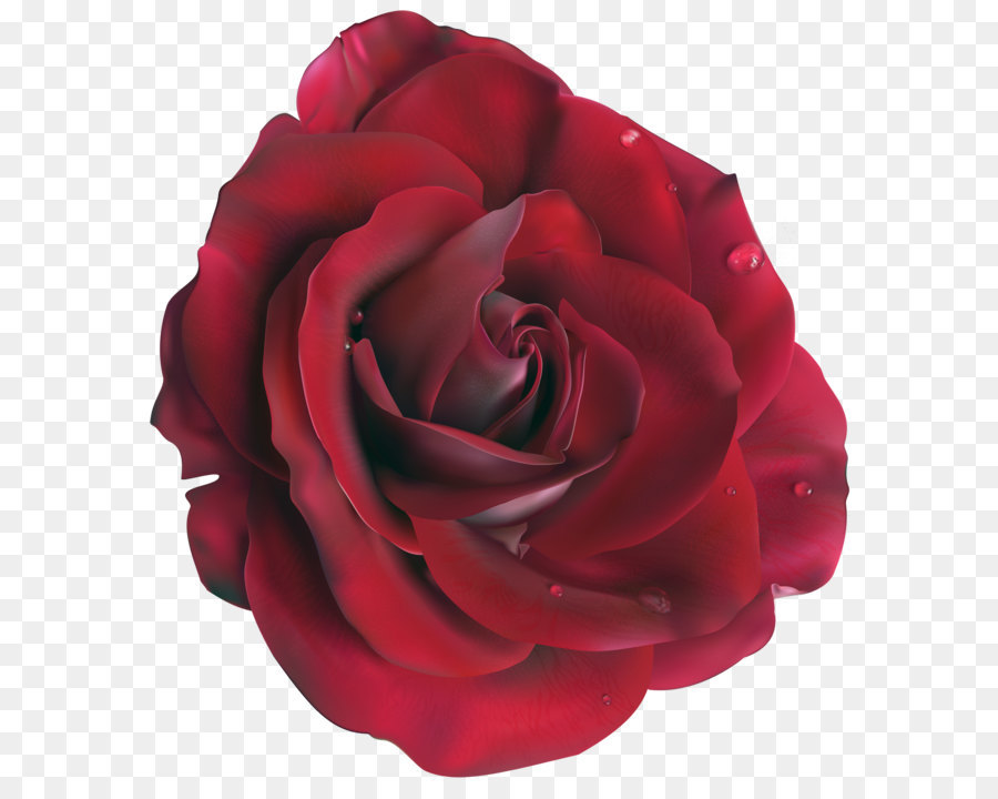 Garten Rosen, Centifolia Rosen Floribunda Schnittblumen - Roten Großen Rose Clipart Bild