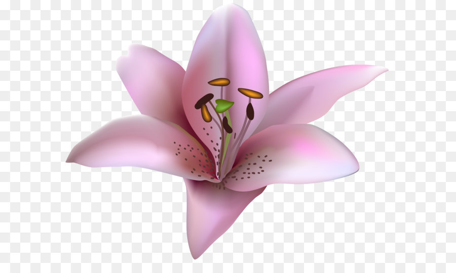 Lilium Petal ClipArt - Rosa Lilium Transparente PNG clipart Bild