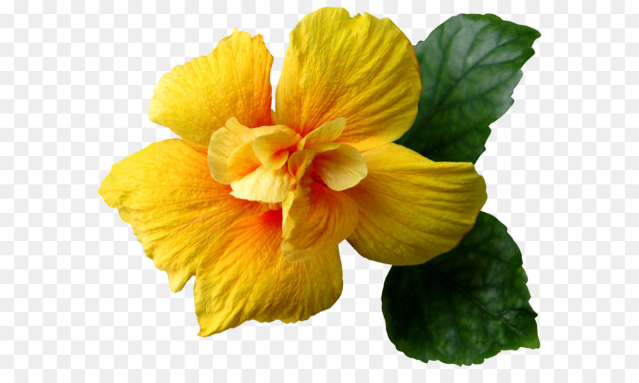 Blume Gelb Hibiskus clipart - Gelbe Blume PNG Clip Art Bild