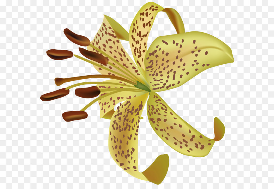 Image Datei Formate Verlustfreie Komprimierung - Exotische Blumen-Transparente PNG-Bild aus Clip-Art