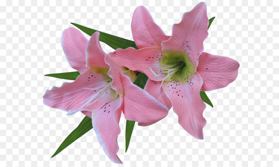 Hoa lily Clip nghệ thuật Phục sinh - Trong Suốt Hồng Hoa Lily, Công Chúa