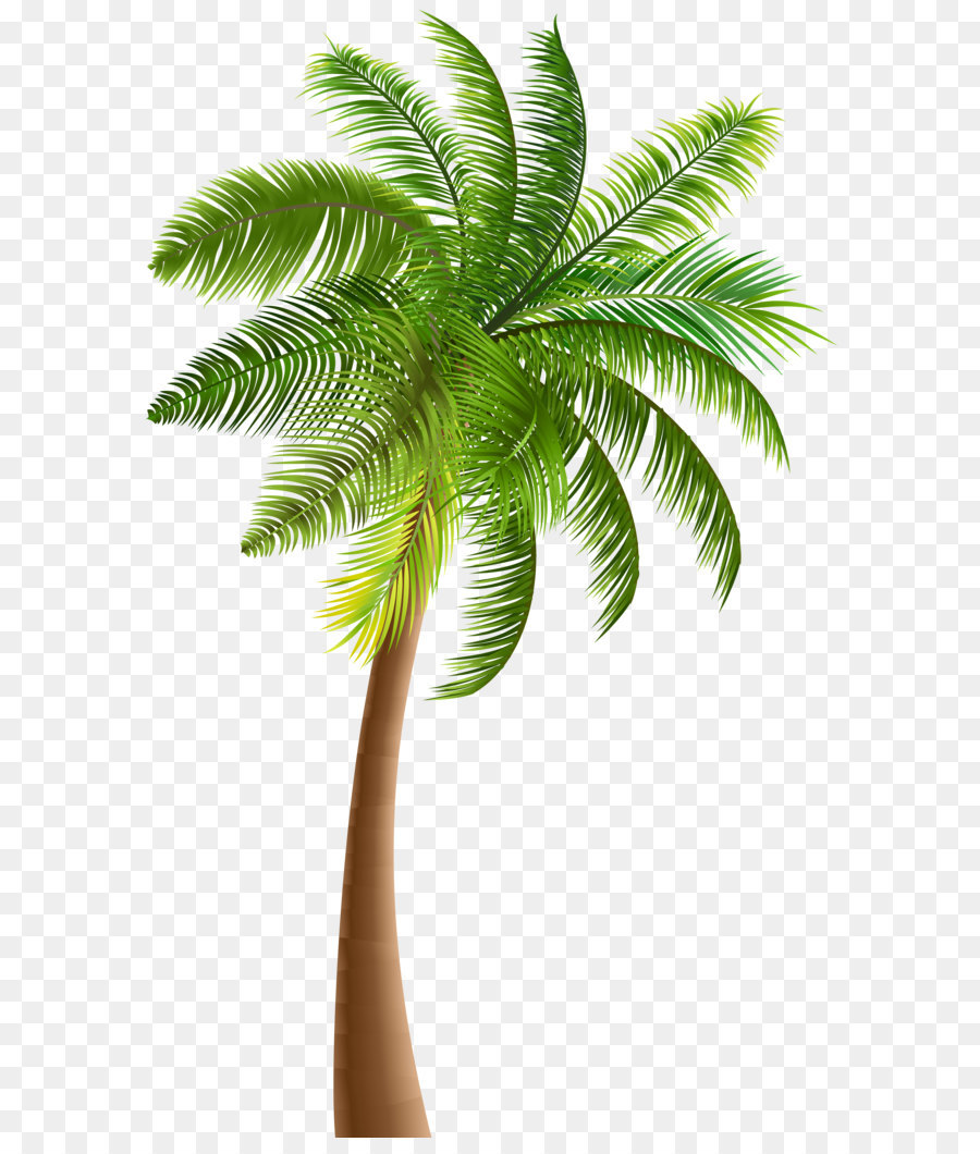Palmen clipart - Palm PNG clipart