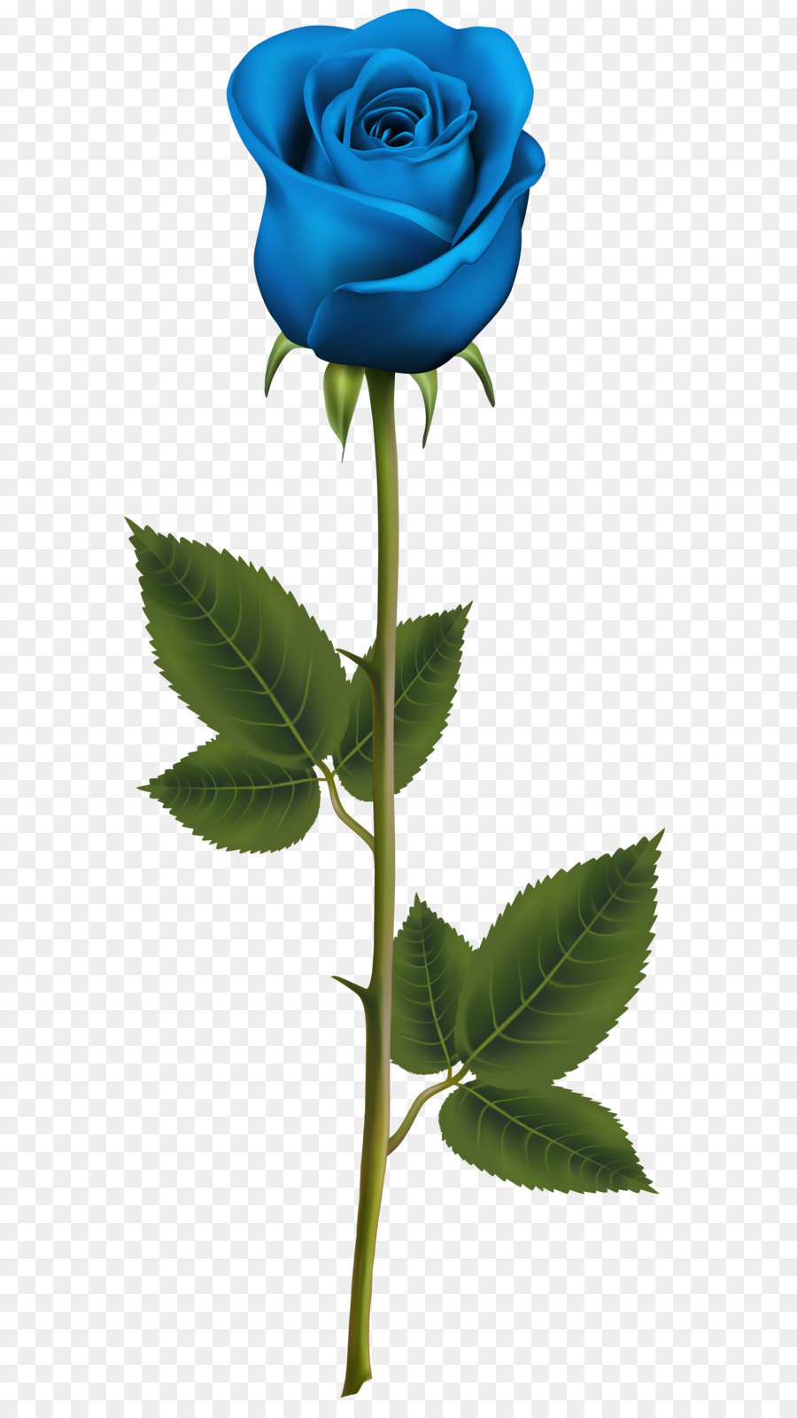 Blu rosa Fiore - Blue Rose con Gambo PNG Trasparente, Clip Art Immagine