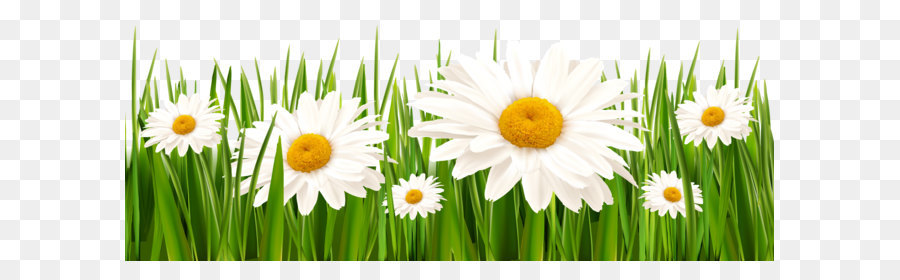 Weiß Klee Blüte Gräser Rasen - Gras und Weißen Blumen PNG Clipart
