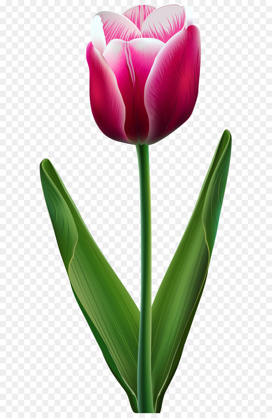 Hoa Tulip Clip nghệ thuật - Tulip đẹp trong Suốt PNG hình Ảnh png ...