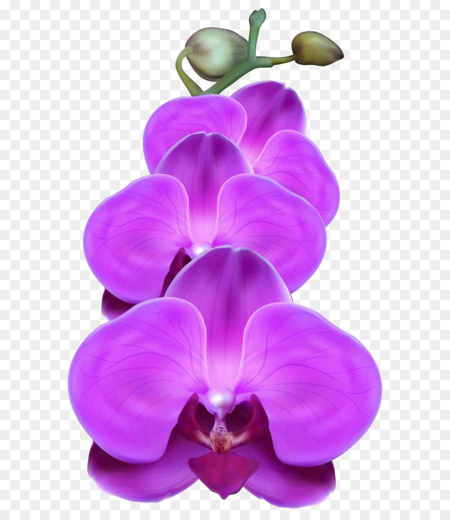 orchideen lila clip art - purple orchid png transparent, clip-art