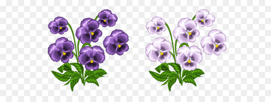Pansy Định Nghĩa Từ Ý Nghĩa Lai - Màu tím và màu Trắng hoa Violet PNG Chúa