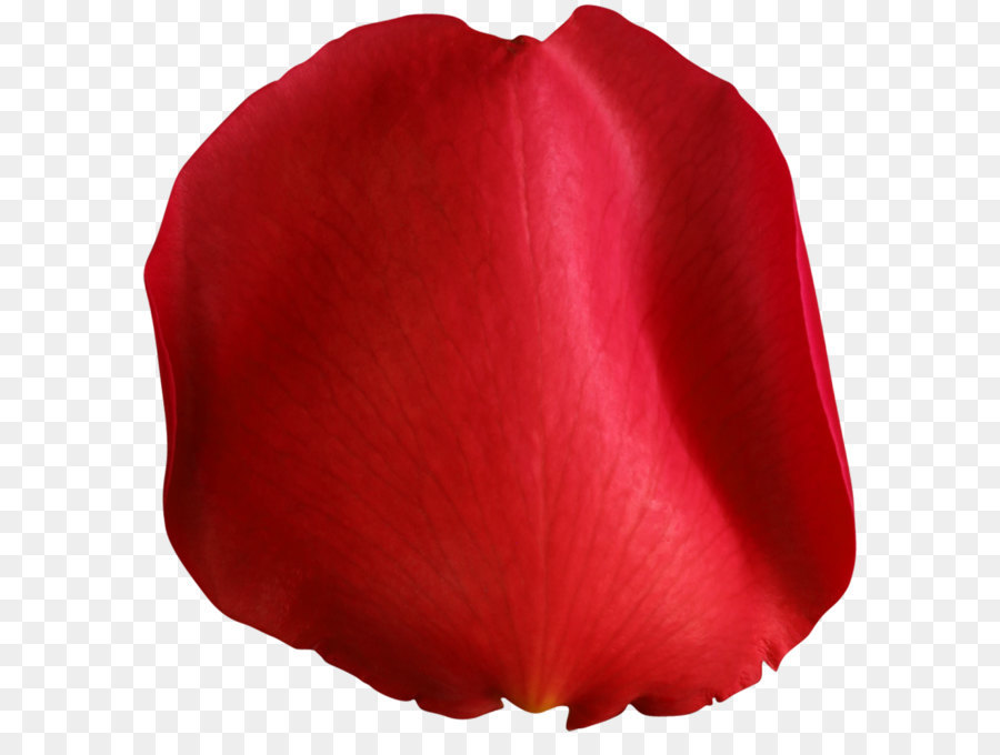 Clipart - Rose Petal Red PNG clipart Bild