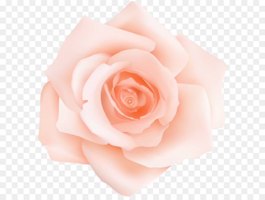 Garten Rosen, Centifolia Rosen Pink Petal Flower - Peach Rose Transparent, Clip Art