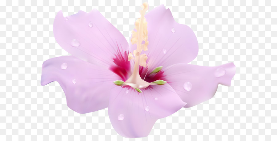 Hibiscus Flower Clip Art - Rosa Hibiskus Blumen Transparente PNG Bild aus Clip Art