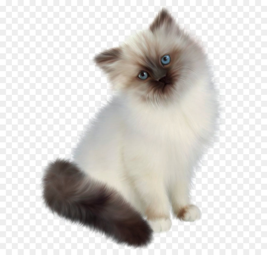 Persiano gatto Ragdoll è un gatto Siamese di Birmania Cucciolo - Gattino PNG Trasparente Clipart