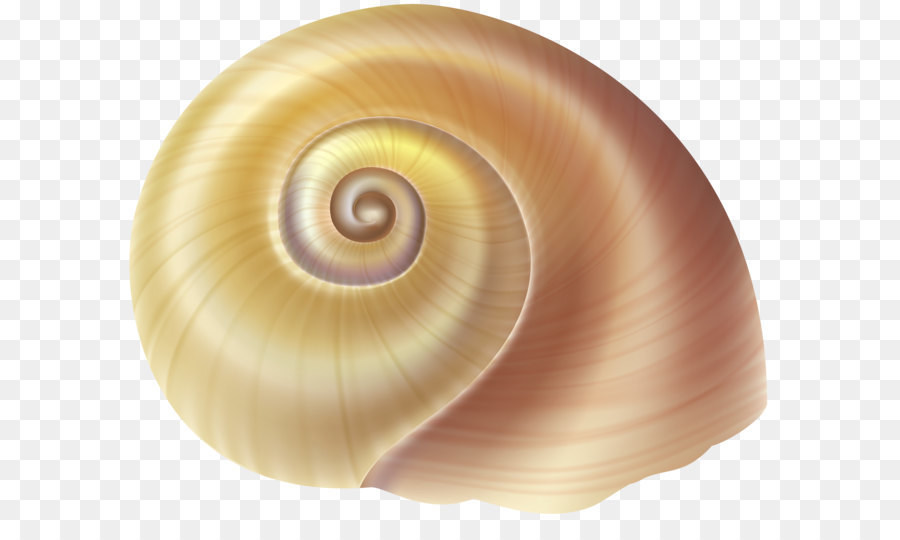 Gastropod shell-Muschel-Smaragd-grün Schnecke - Sea Snail Shell PNG-clipart-Bild