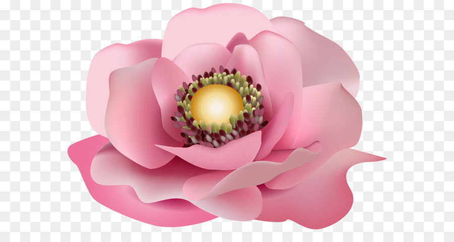 Rosa Blumen Clip art - Blume Rosa Transparente PNG clipart Bild