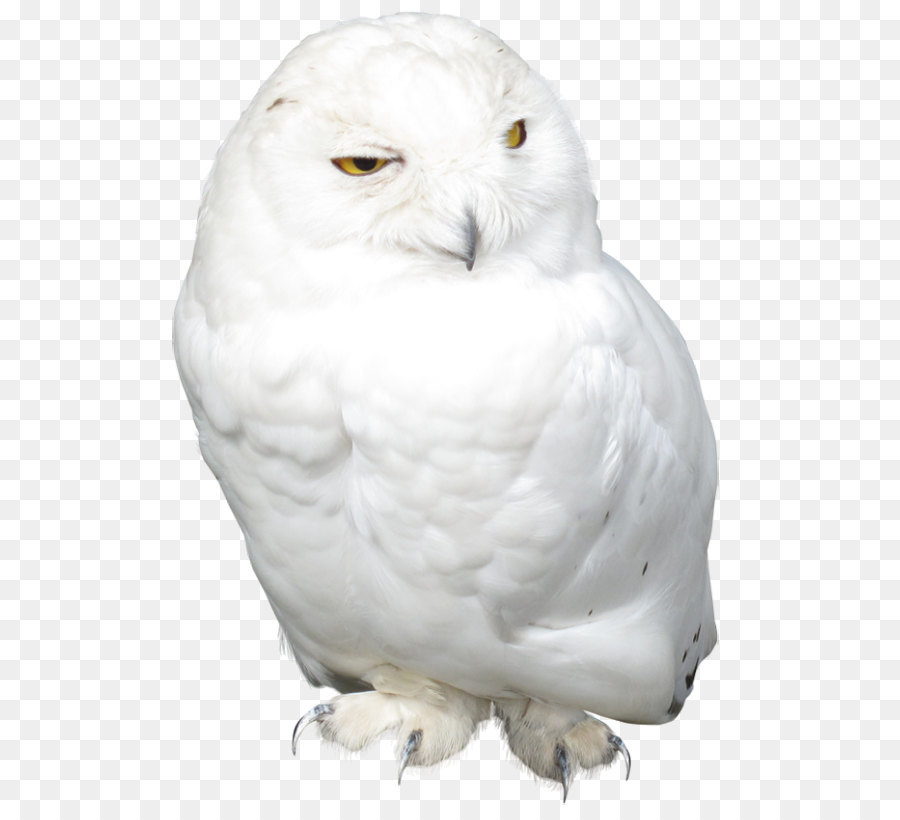 Eule Vogel PhotoScape Clip-art - White Owl PNG-Bild