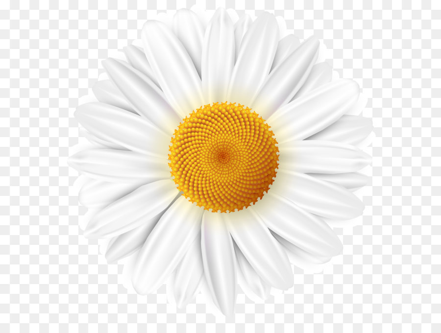 Gemeinsame daisy Clip art - White Daisy Transparent PNG clipart Bild