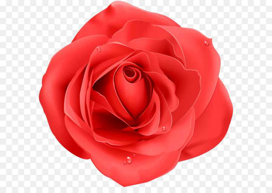 Viola Rosa In Casa Viola Rosa Rossa Della Casa - Red Rose PNG Trasparente Clip Art