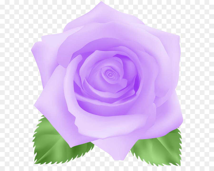 Garten Rosen, Centifolia Rosen Clip art - Rose Purple PNG clipart Bild