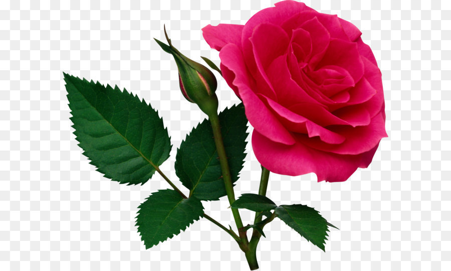 Rose Clip nghệ thuật - Hồng Lớn Rose và Nụ hoa Hồng PNG Chúa