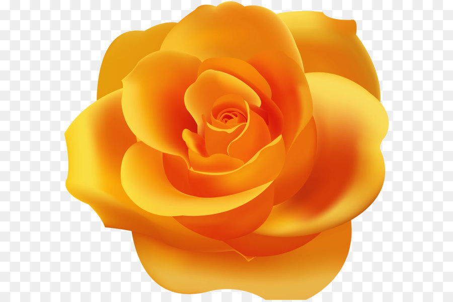 Garten Rosen Gelbe Tapete - Orange Rose PNG clipart