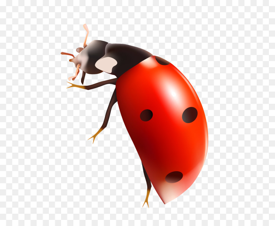 Coccinella Clip art - Lady Bug PNG Clipart