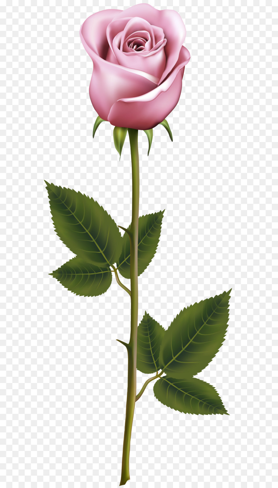 Blue Rose Clip Art - Rosa Rose mit Stiel PNG Transparent, Clip Art Bild