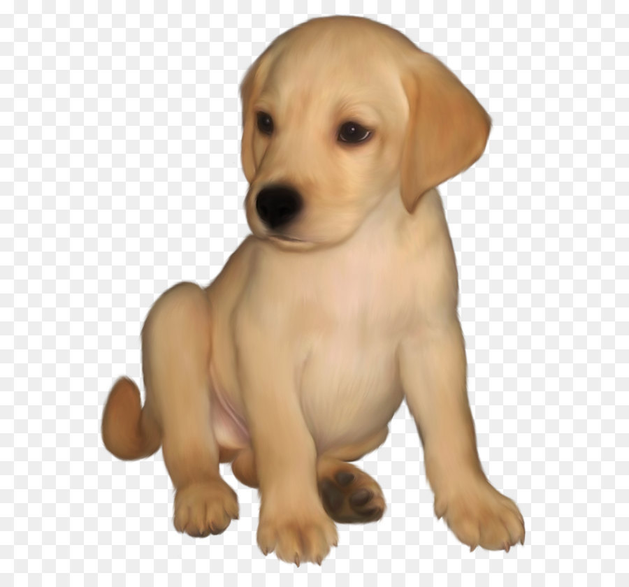 Labrador Retriever Golden Retriever Puppy Clip art - Malte Kleine Gelbe Labrador Retriever PNG Bild