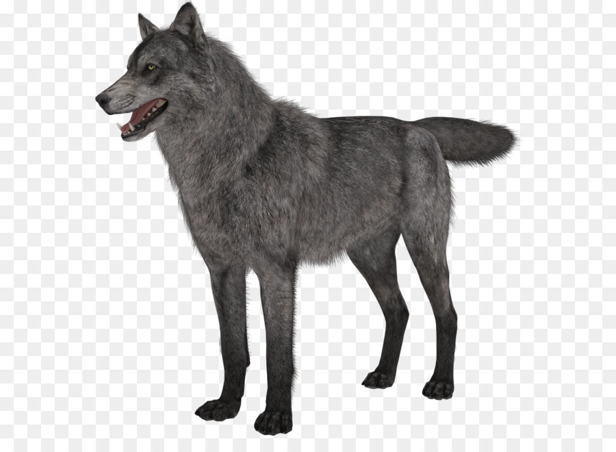 Gray wolf clipart - Transparente Wolf PNG Bild