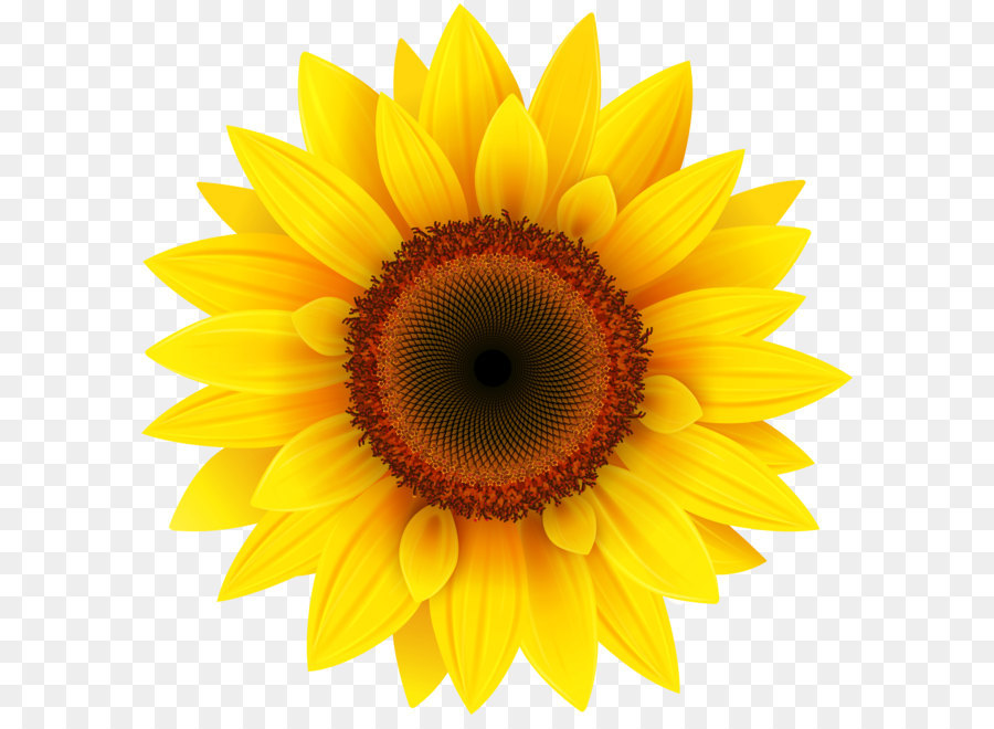 Common sunflower Pixel XCF - Sonnenblumen PNG Clipart Bild