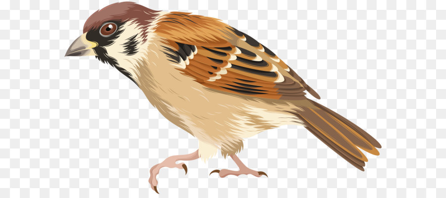 Sparrow Vogel clipart - Sparrow PNG-clipart-Bild