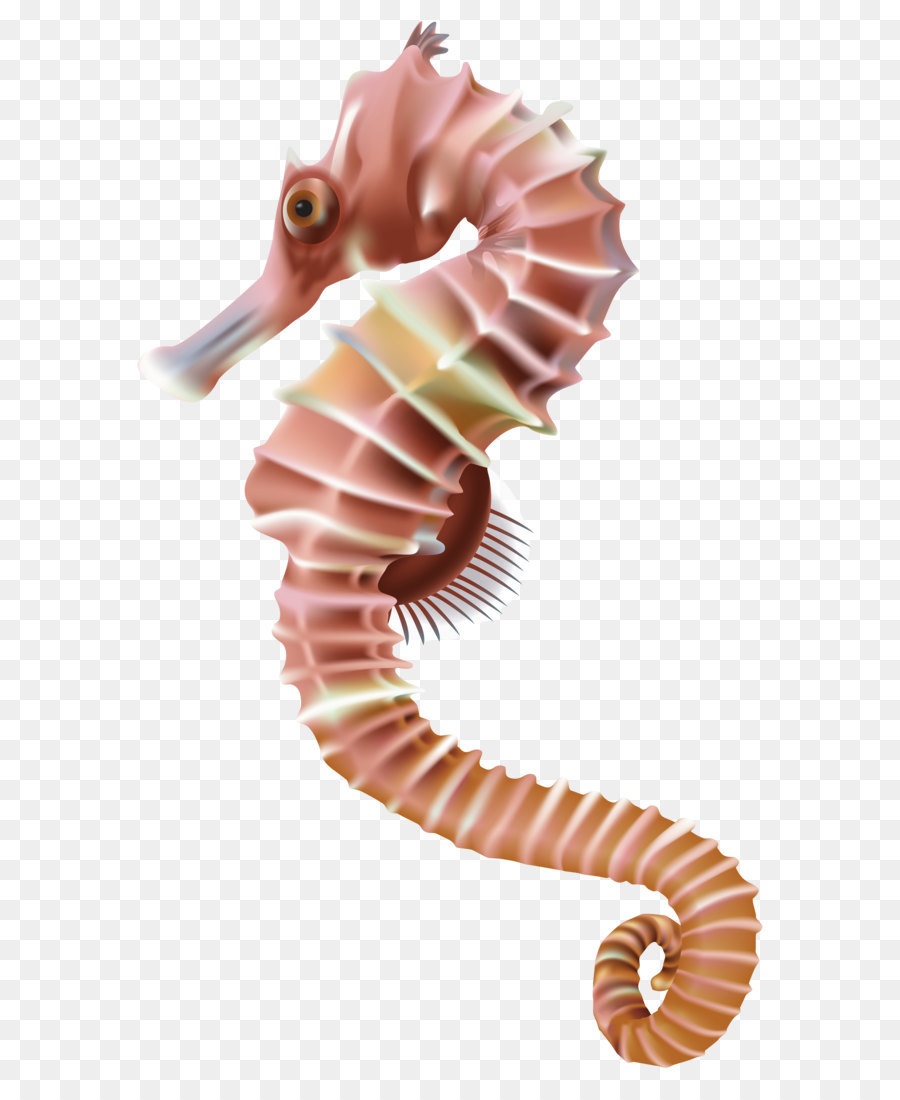Seahorse Leafy seadragon Clip art - Seahorse PNG Transparent, Clip-Art-Bild