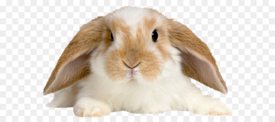 Holland Lop Rex Kaninchen Netherland Zwerg Kaninchen Tan Kaninchen - Niedlichen Kaninchen ein Transparentes PNG-Bild