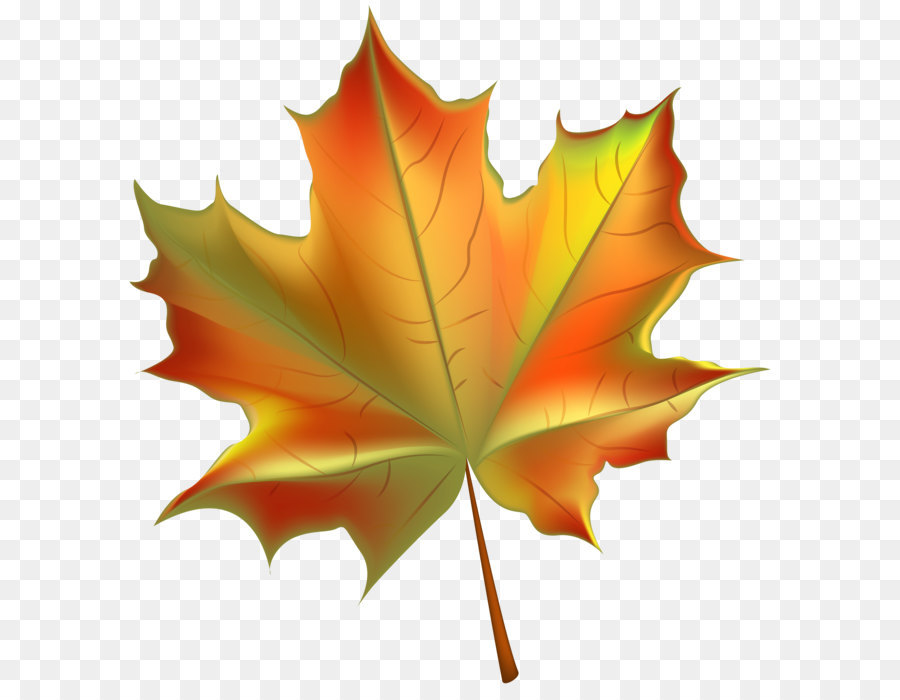 Herbst Blatt Farbe Clip art - Schöne Herbst-Blatt Transparente PNG-clipart-Bild