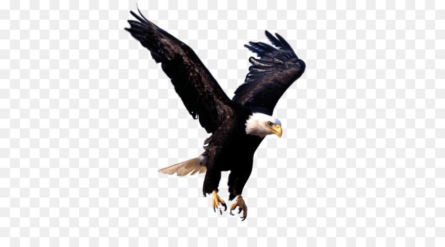 Weißkopfseeadler - Eagle Png Bild Herunterladen