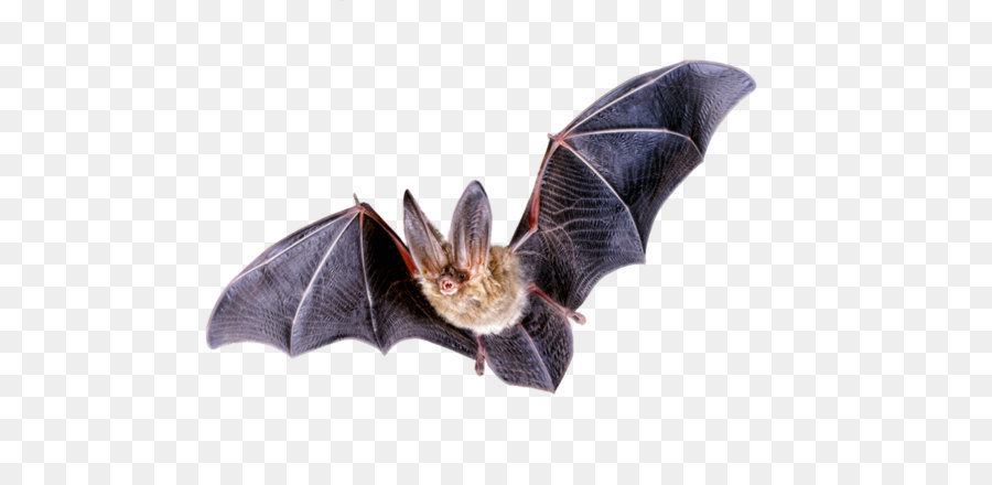 Bat chuyến Bay Clip nghệ thuật - Bat Png Chúa