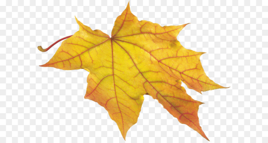 Herbst Blatt Farbe Clip art - Gelb Herbst Png Blatt