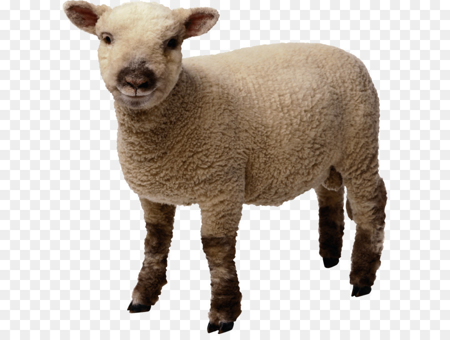 Schaf, Lamm und Hammel Clip art - Kleines Schaf Png Bild