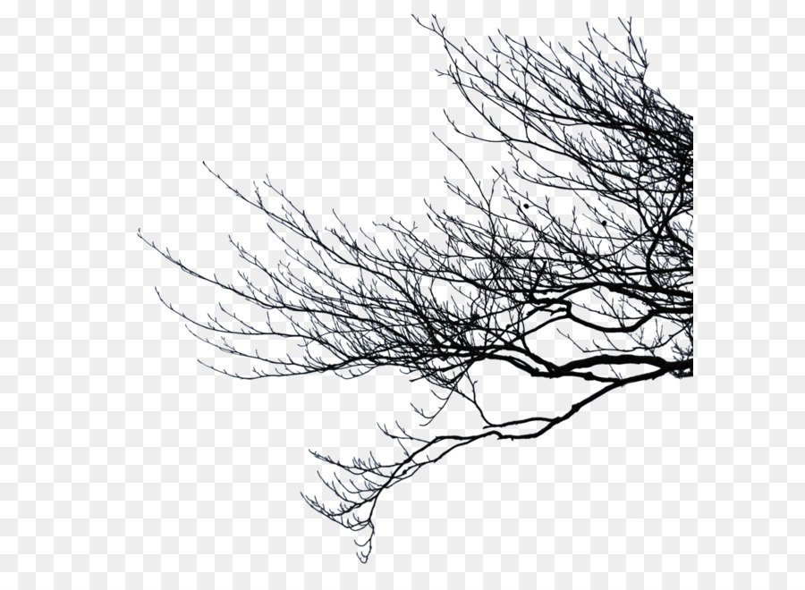 Branch clipart - Zweig Png Pic