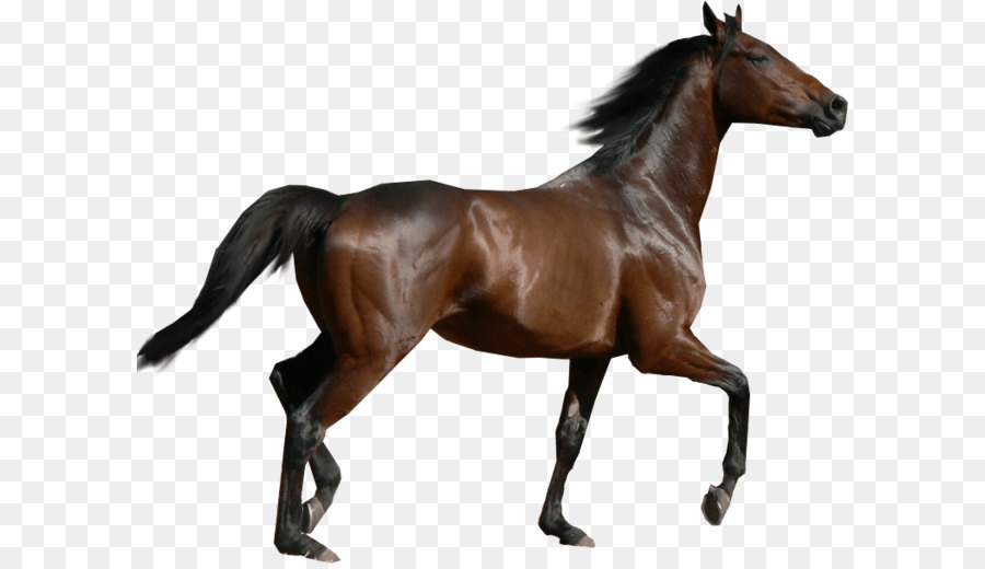 Con ngựa Clip nghệ thuật - Con ngựa Ảnh