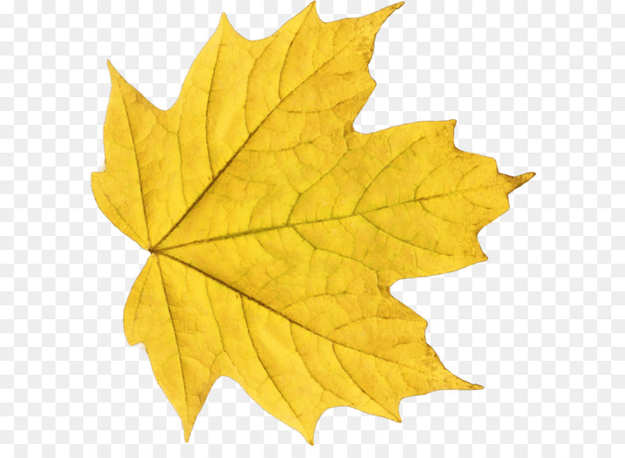 Foglia d'autunno di colore Giallo Clip art - autunno, giallo, PNG foglia